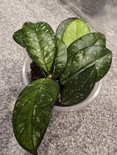 Hoya Crassipetiolata Splash