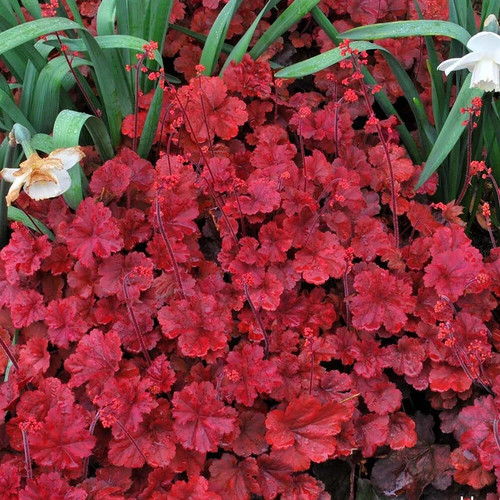 Heuchera cherry cola - heuchera, 'cherry