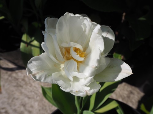 100 250 schoonoord - 20,