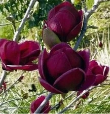 Magnolia Genie Dark Purple Giant Flowered Black Tulip Tree Garden Outdoor Plant