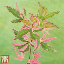 10 x Acer palmatum 'Taylor'