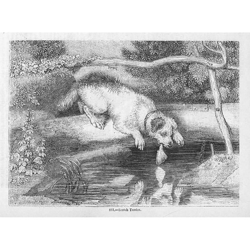 Scottish terrier dog antique - terrier,
