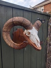 Taxidermy Domestic Rams Horns