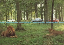 D187835 Knowsley Safari Park. Lions. Jarrold