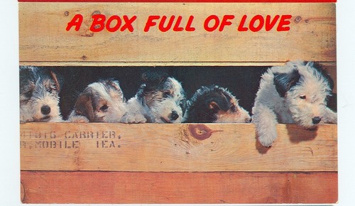 Dog wire fox terrier puppies - fox, puppies-a