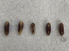 5 Fresh Date/Palm tree Seeds