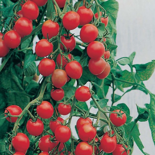 Tomato gardeners delight - delight, 3