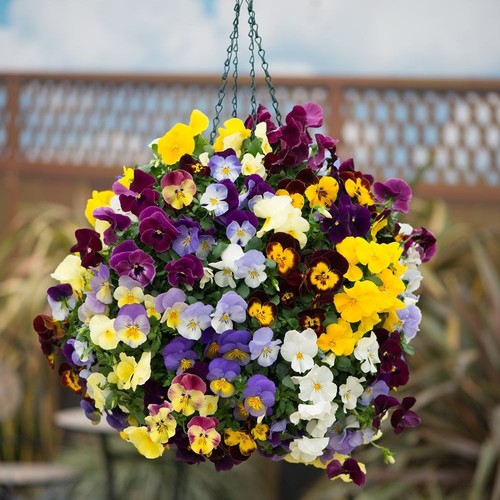 Pansy cool wave mix hardy - cool,
