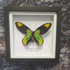 Queen Victoria's Birdwing
