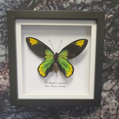 Queen victoria birdwing - victoria's,