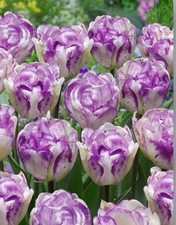 5/6 Double Shirley Tulip Bulbs