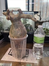 cyphostemma Betiforme 2