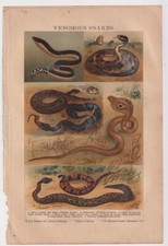 Vintage Print, Venomous snakes, 1895, 26.7 x 18 cm.  We Sell Guaranteed Absolute