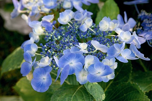 Hydrangea serrata - 2x,