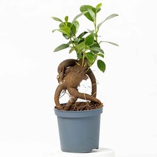 Ficus ginseng microcarpa Ficus