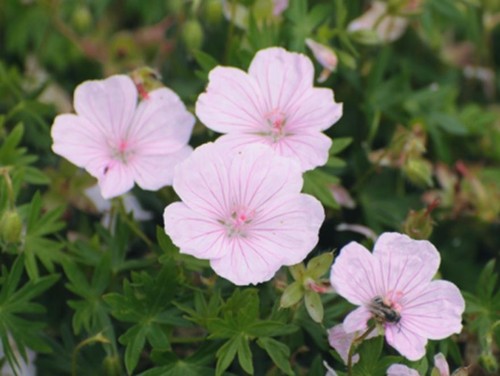 Hardy geranium sanguineum - hardy,