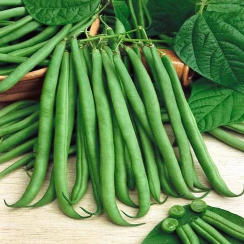 Top crop bush green bean - green,