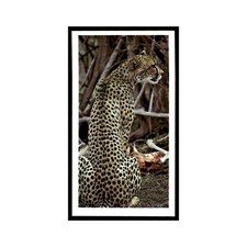 Cheetah 1990 Grandee African