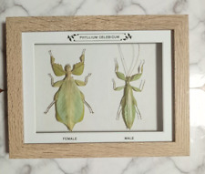 Taxidermy Framed Real Walking