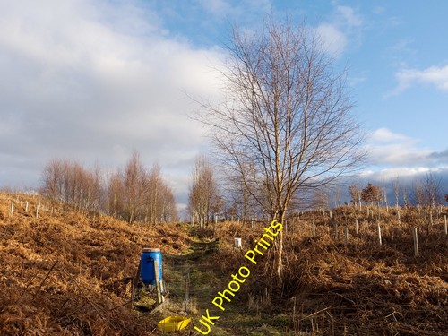 Photo 6x4 new planting - photo,