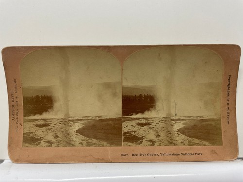 Bee hive geyser stereoview - bee,