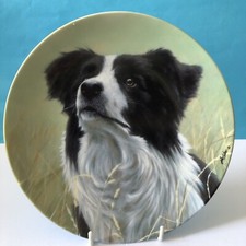 Border Collie - Yours