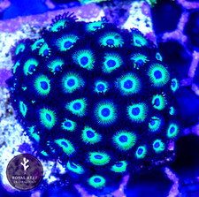 💫🌙 Orbitrons ZOA Coral