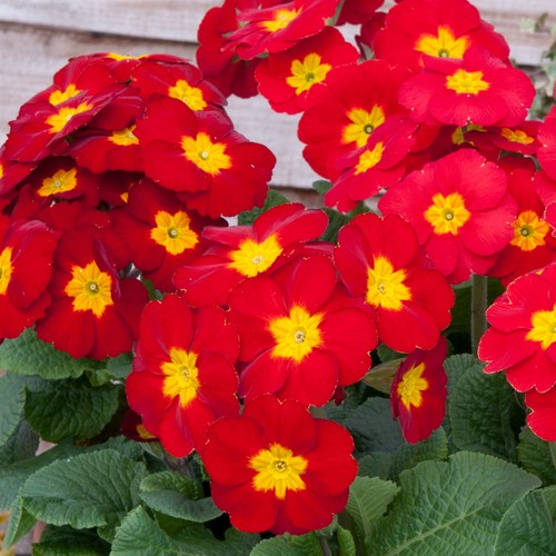 Polyanthus red colourful - red,
