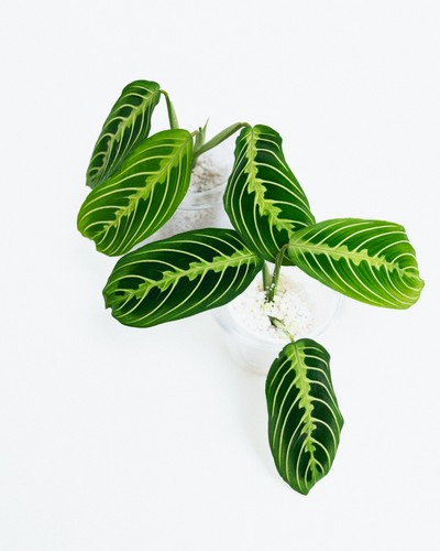 Maranta leuconeura lemon - leuconeura, 🍋
