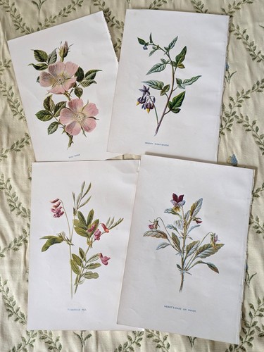 Antique botanical wild - antique,