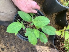 Cephalaria Gigantea  -Clotted