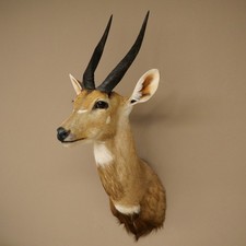 Buschbock Antelope Africa Head