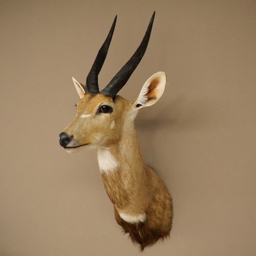 Buschbock antelope africa head - africa,