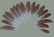 17 orange peacock wing feathers, natural clean, DIY creative crafts, home decor