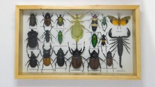 Framed & Mounted Insect