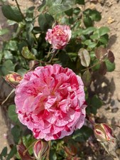 Hybrid Tea Rose plant