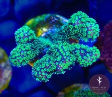 Pocillopra Green SPS Coral