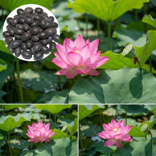 Seeds lotus mix - seeds,