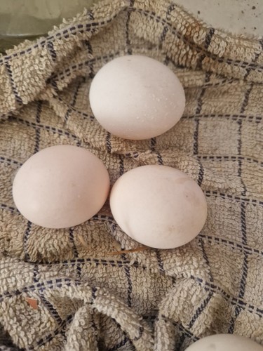 Bantam chicken eggs pack - ,