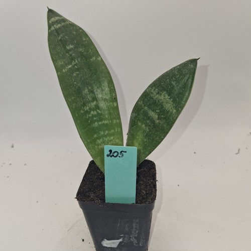 Sansevieria trifasciata snake - sansevieria,
