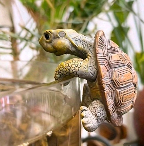 Turtle tortoise plant - turtle, pot