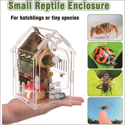 Jumping spider enclosure - jumping,