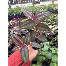 Tradescantia zebrina