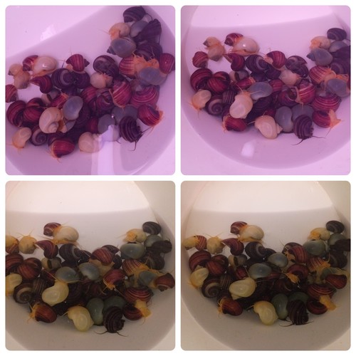 Mystery snails pk - snails, 4