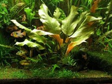 Cryptocoryne blassii - cryptocoryne,