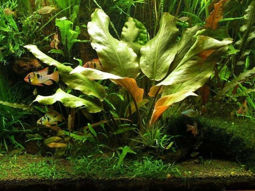 Cryptocoryne blassii - cryptocoryne,