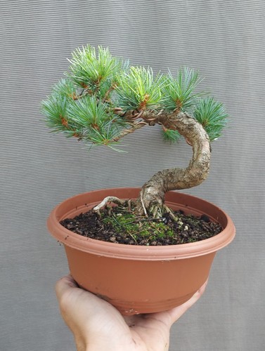 Japanese white pine bonsai - white,