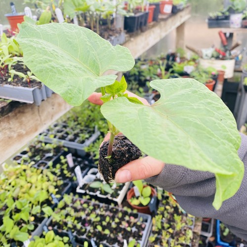 Scarlet emperor runner - runner, beans