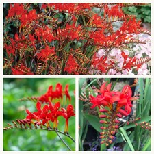 Crocosmia Lucifer (Firey