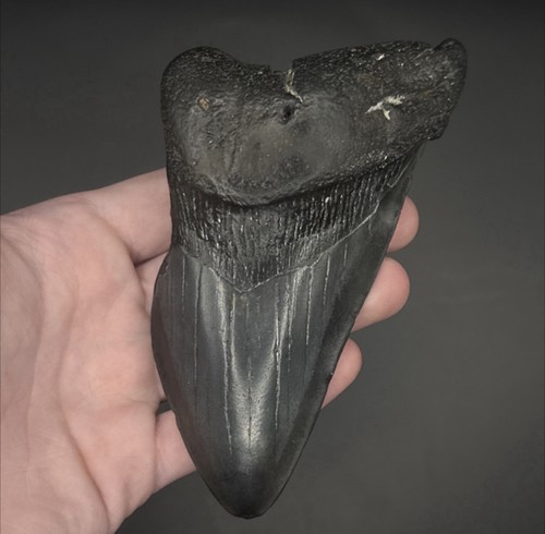 Megalodon shark tooth - tooth, fossil